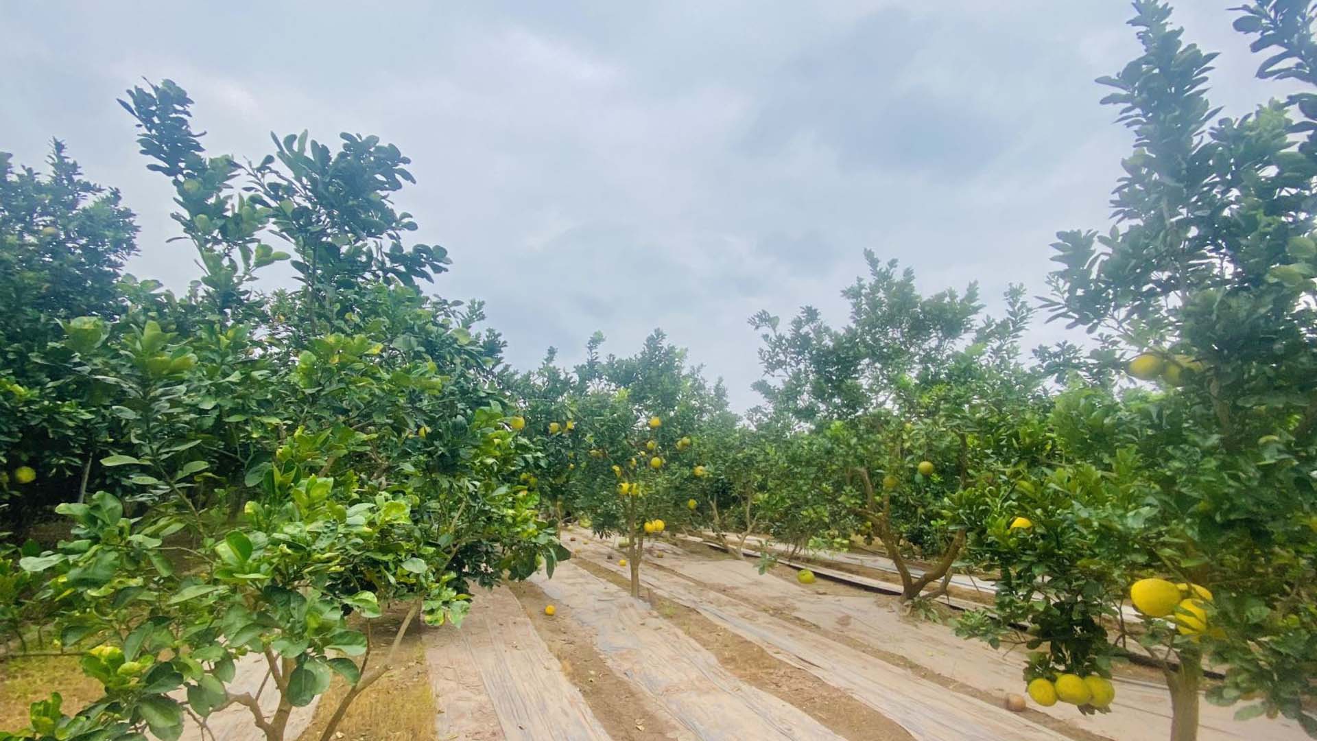 Hưng Yên: Bưởi Hoàng - Từng trái ngọt của mùa thu đang vươn xa khắp nơi