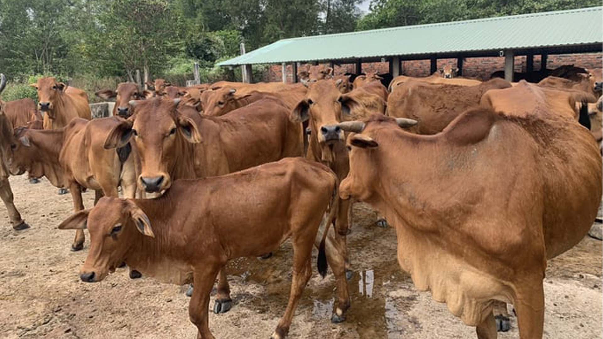 Bắc Giang: Hỗ trợ chăn nuôi bò cái sinh sản cho người dân xã Hương Vĩ