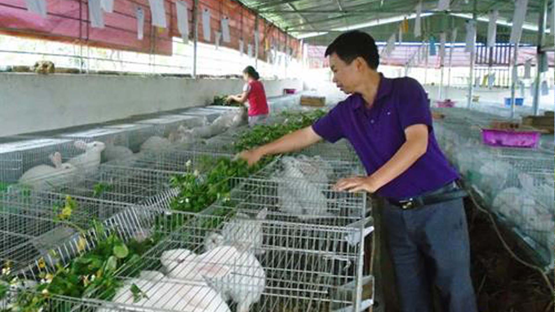 Thái Bình: Làm giàu từ mô hình nuôi thỏ kết hợp nuôi tôm thẻ chân trắng
