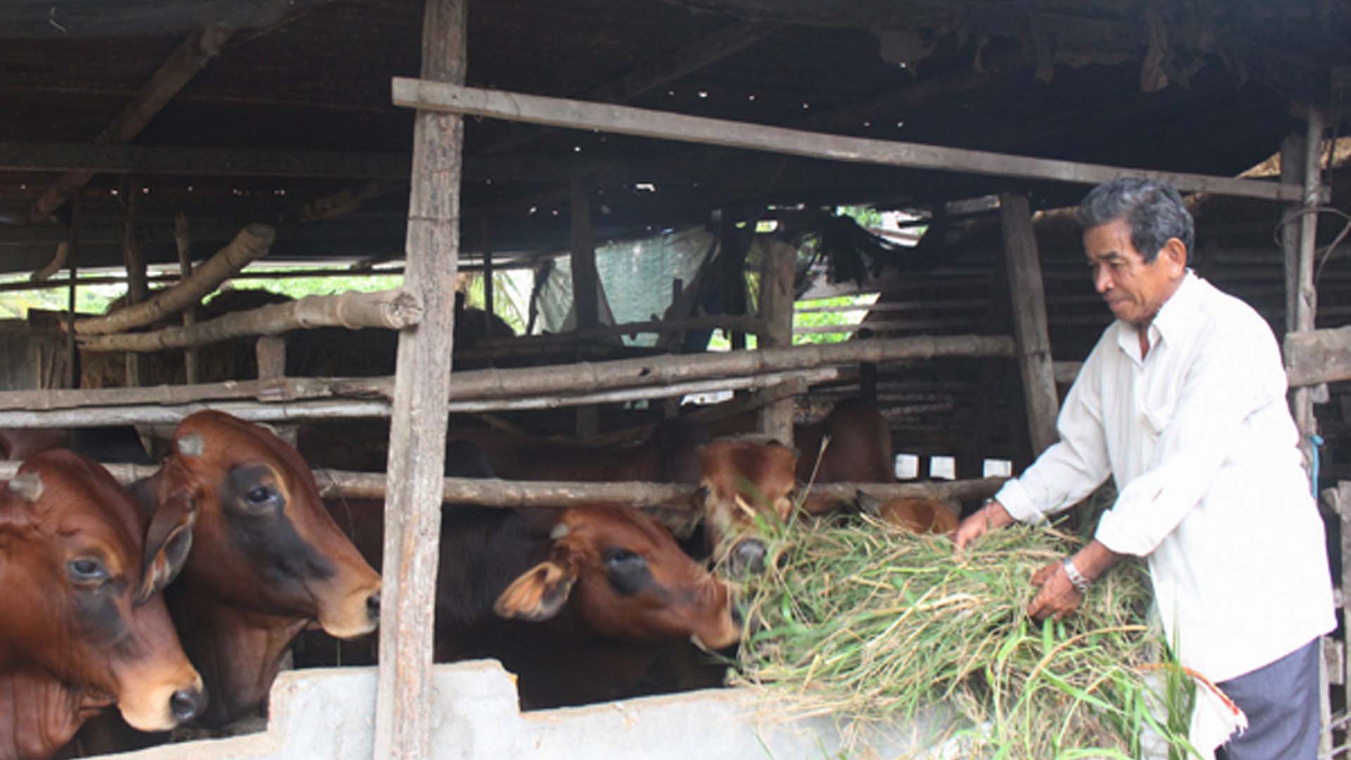 Ninh Thuận: Thuận Nam khai thác lợi thế phát triển chăn nuôi gia súc
