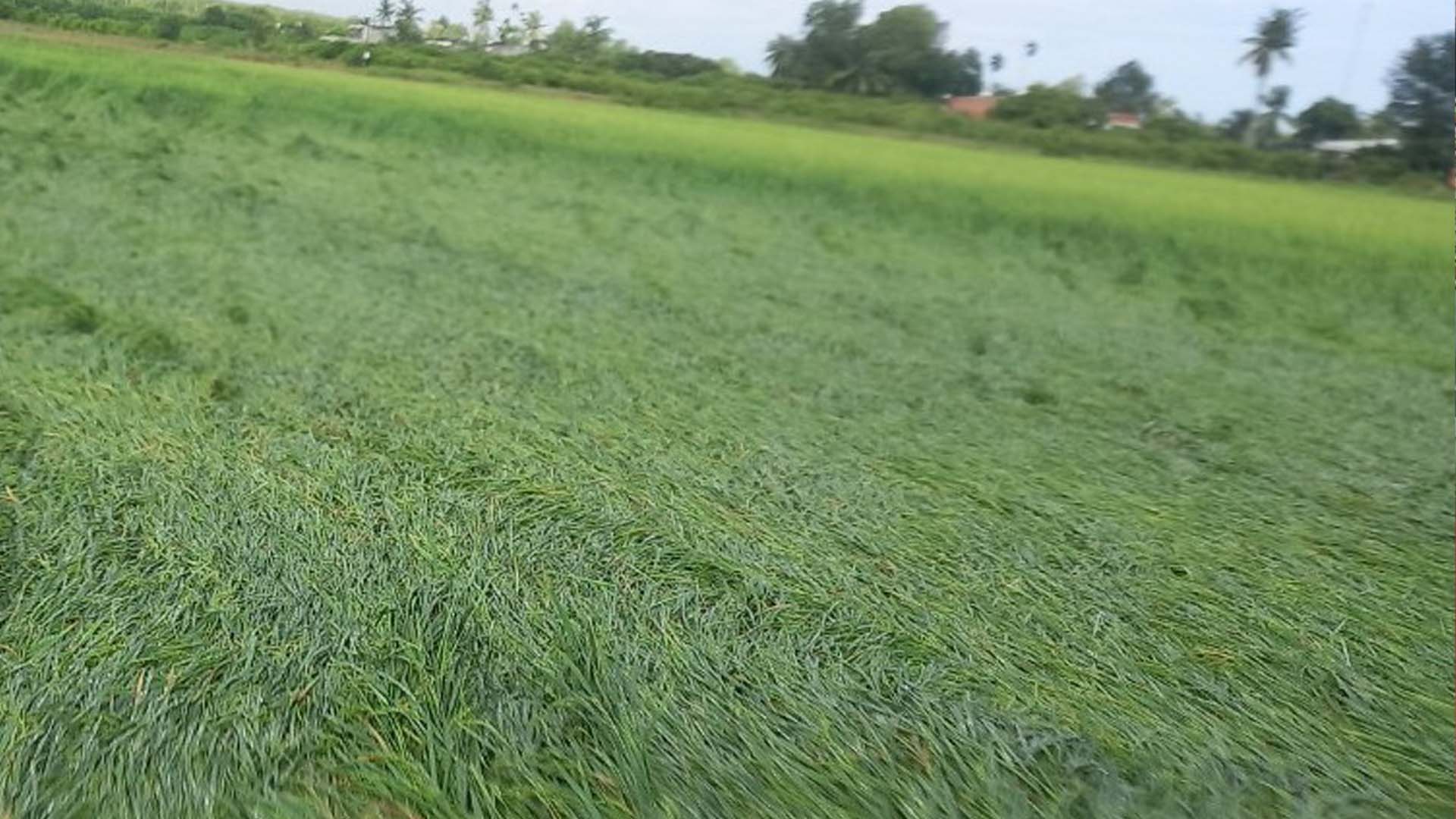 Tây Ninh: Mưa lớn gây thiệt hại cho nhiều diện tích lúa sắp thu hoạch