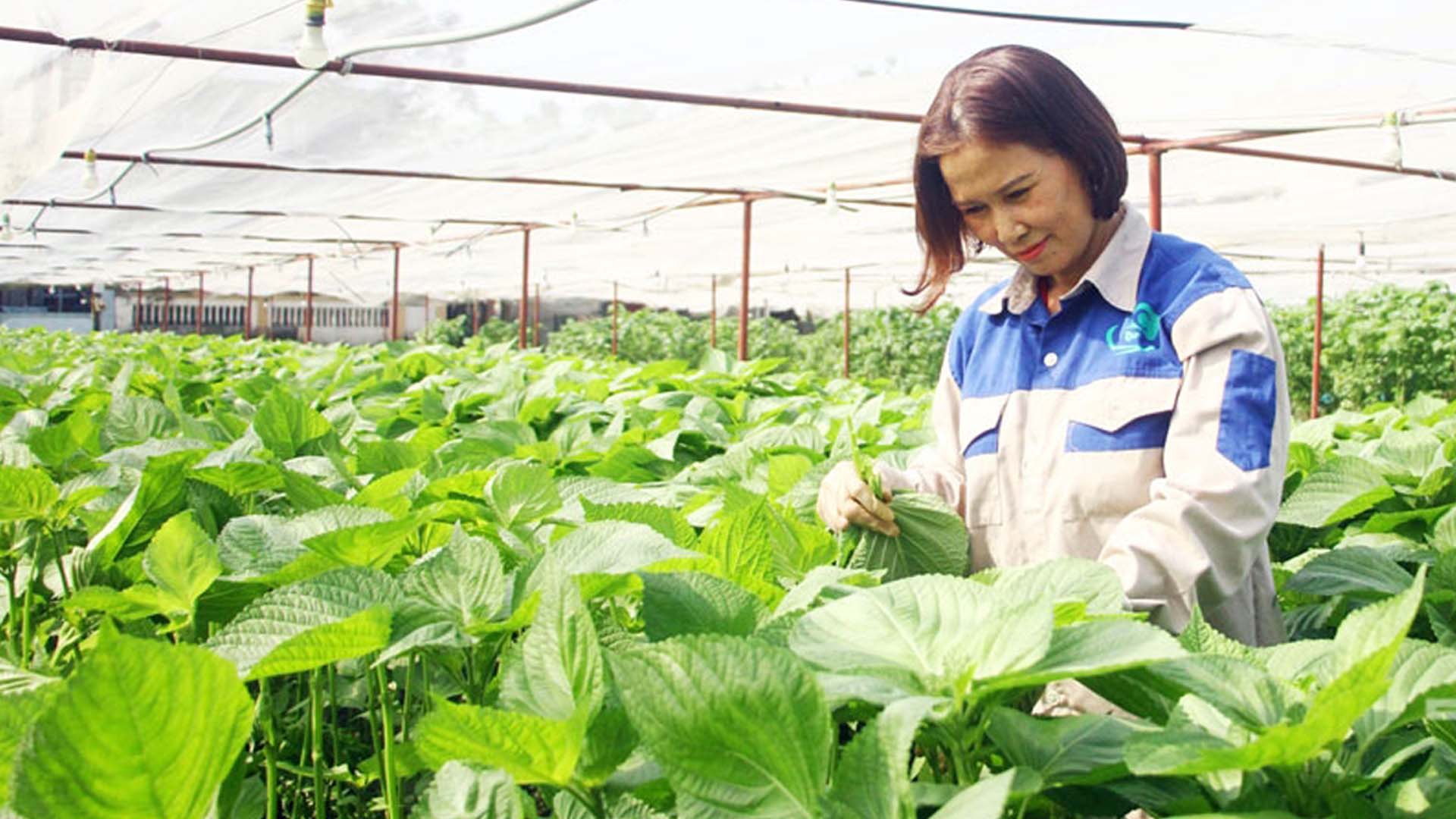 Thái Nguyên: 200ha rau sản xuất theo tiêu chuẩn VietGAP