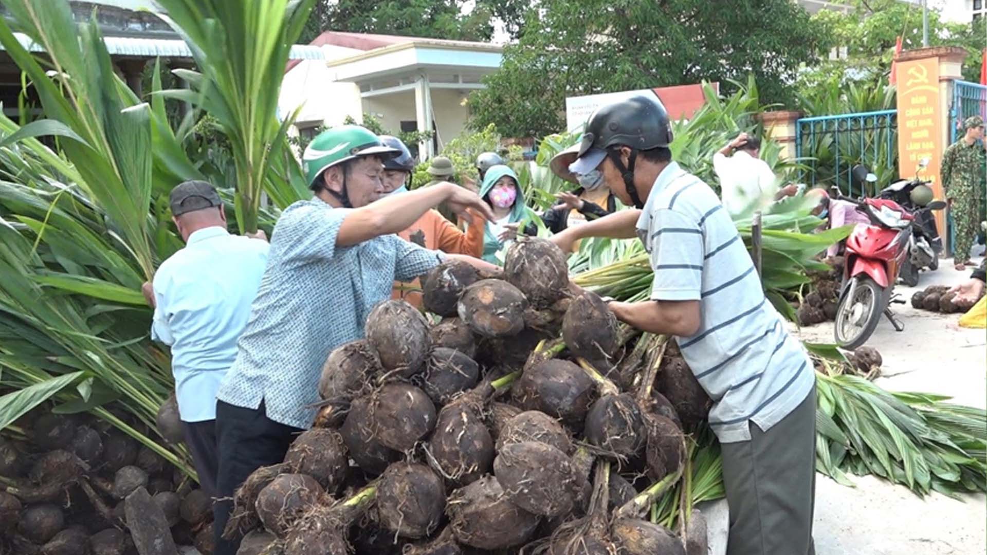 Thừa Thiên Huế: Trao tặng 10.000 cây dừa để khôi phục lại làng dừa truyền thống