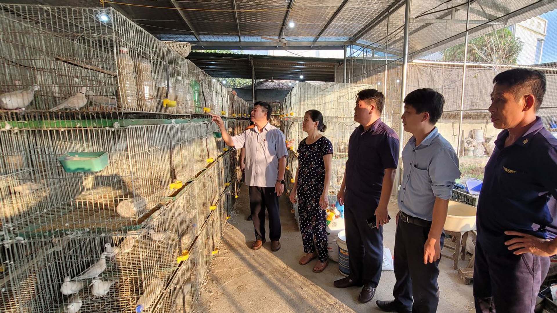 Bắc Giang: Người Lạng Giang làm giàu từ mô hình nuôi chim cu gáy trắng
