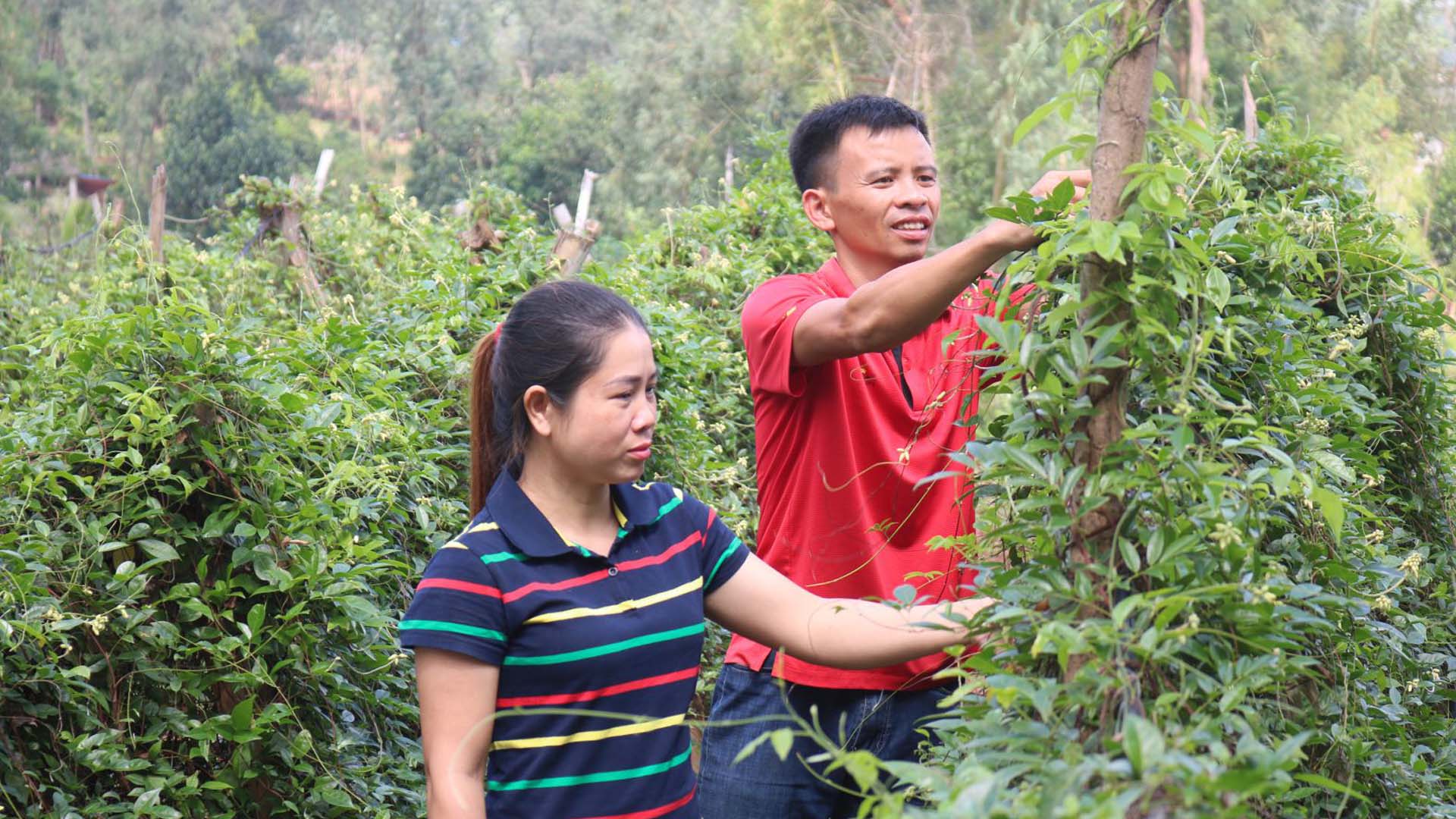 Bắc Giang: Hiệu quả kép từ trồng cây sâm nam núi Dành ở Tân Yên