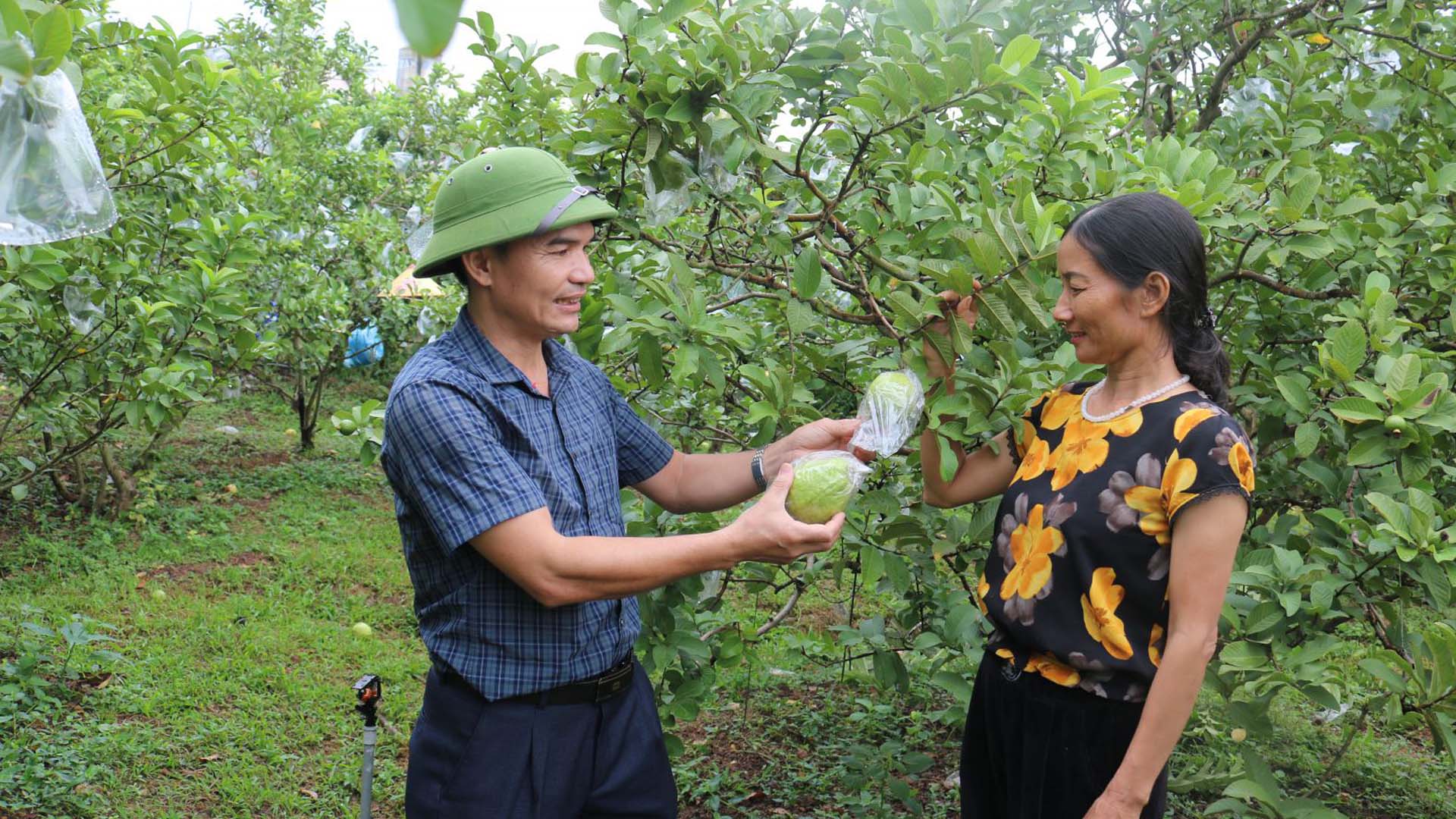 Bắc Giang: Người dân ở Lục Ngạn thắng lớn khi ổi Thái có giá bán tới 55.000 đồng/kg