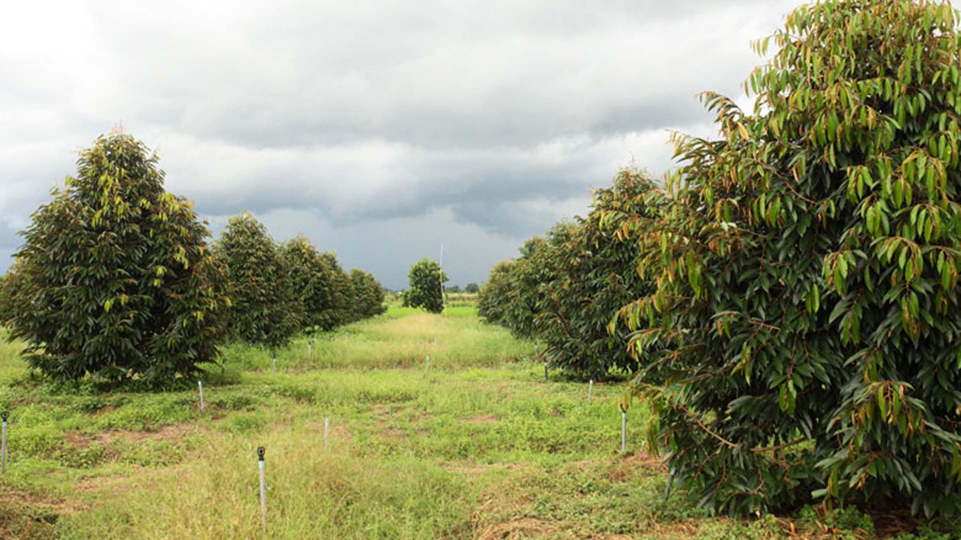 Lâm Đồng: Chuỗi liên kết sản xuất và xây dựng mã số vùng trồng cây ăn quả