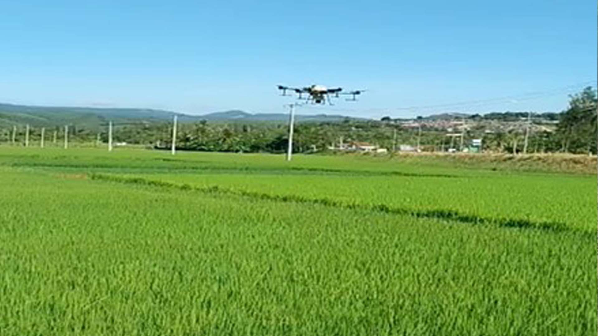 Phú Yên: Hợp tác xã Hoà Kiến 2 ứng dụng công nghệ số trong sản xuất lúa