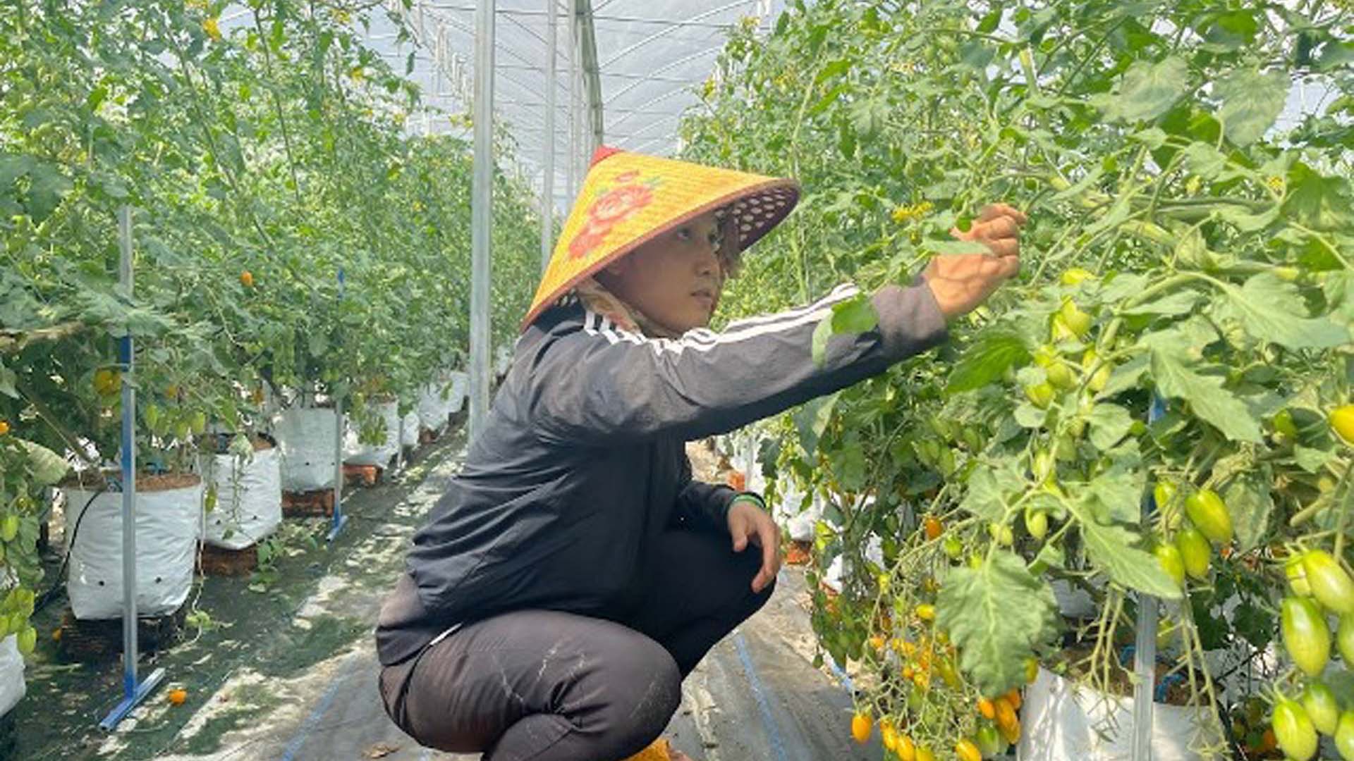 Đắk Lắk: Mô hình khởi nghiệp tử giống cà chua Nova trồng trong nhà màng 