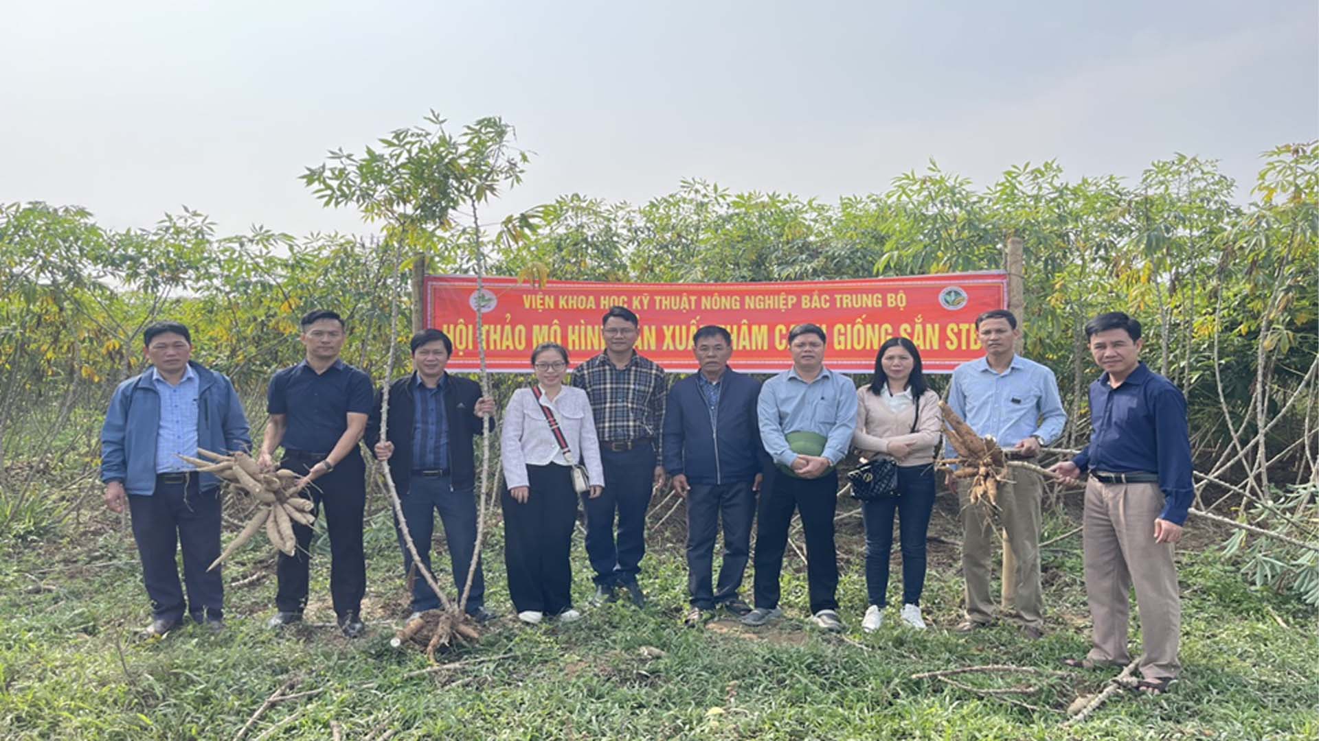Nghệ An: Sản xuất thâm canh giống sắn mới STB1 cho lợi nhuận hơn 23 triệu/ha