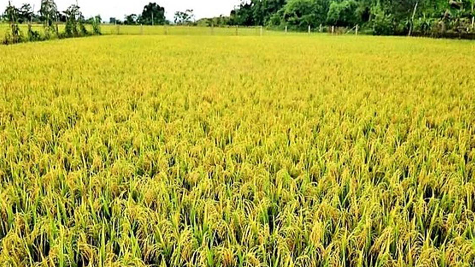 Điện Biên: Cánh đồng một giống và nhân rộng lúa cấy bằng máy