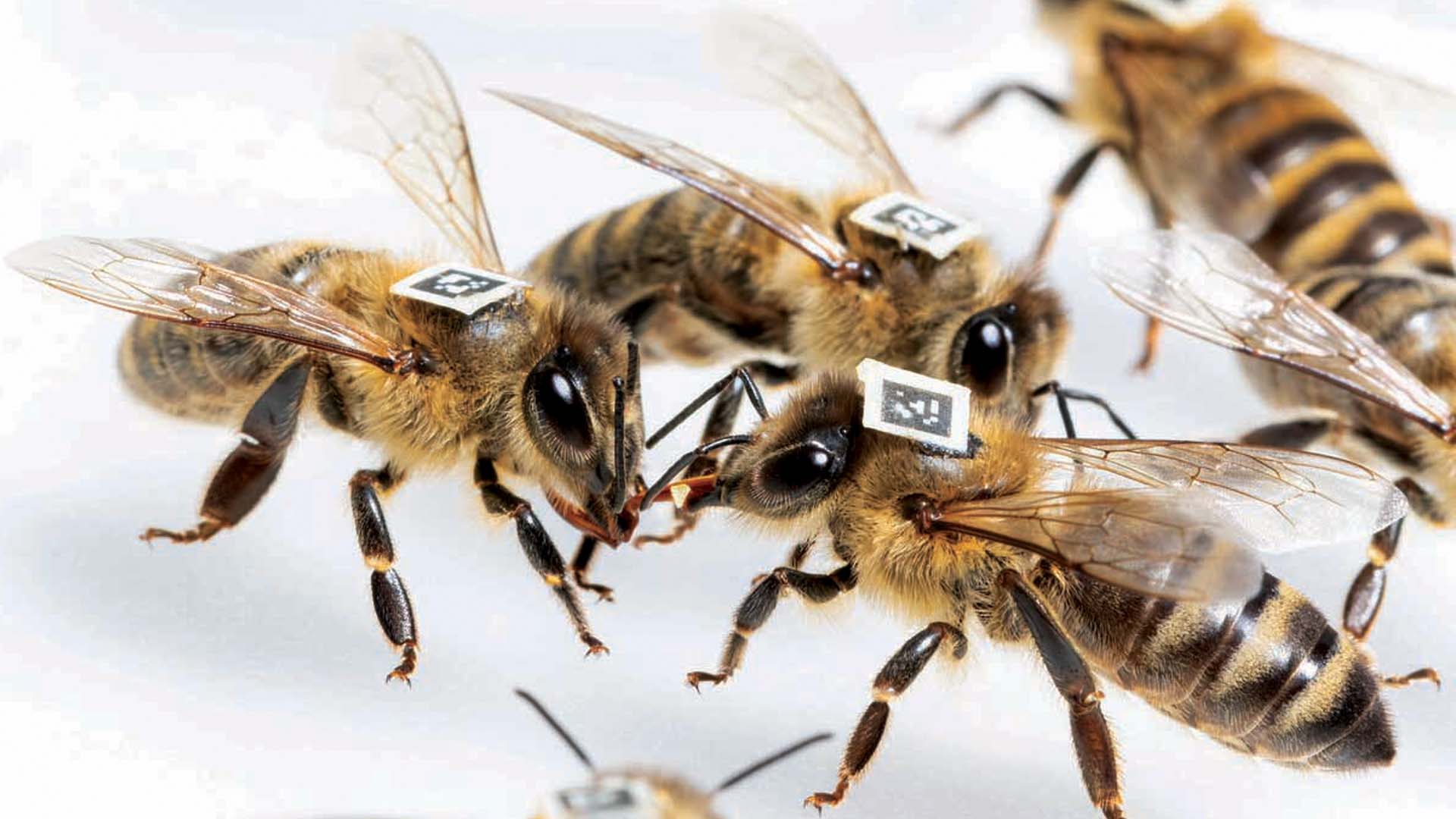 Bắc Giang: Kỹ thuật tạo chúa và chia đàn ong nội Apiscerana