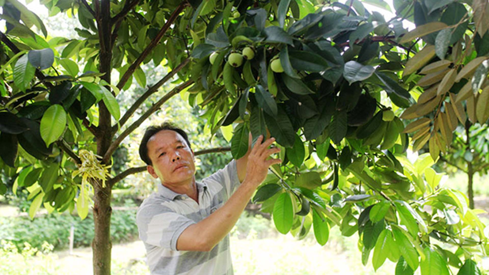 Lâm Đồng: Diện tích cây ăn quả tại Cát Tiên đạt hơn 1.777 ha