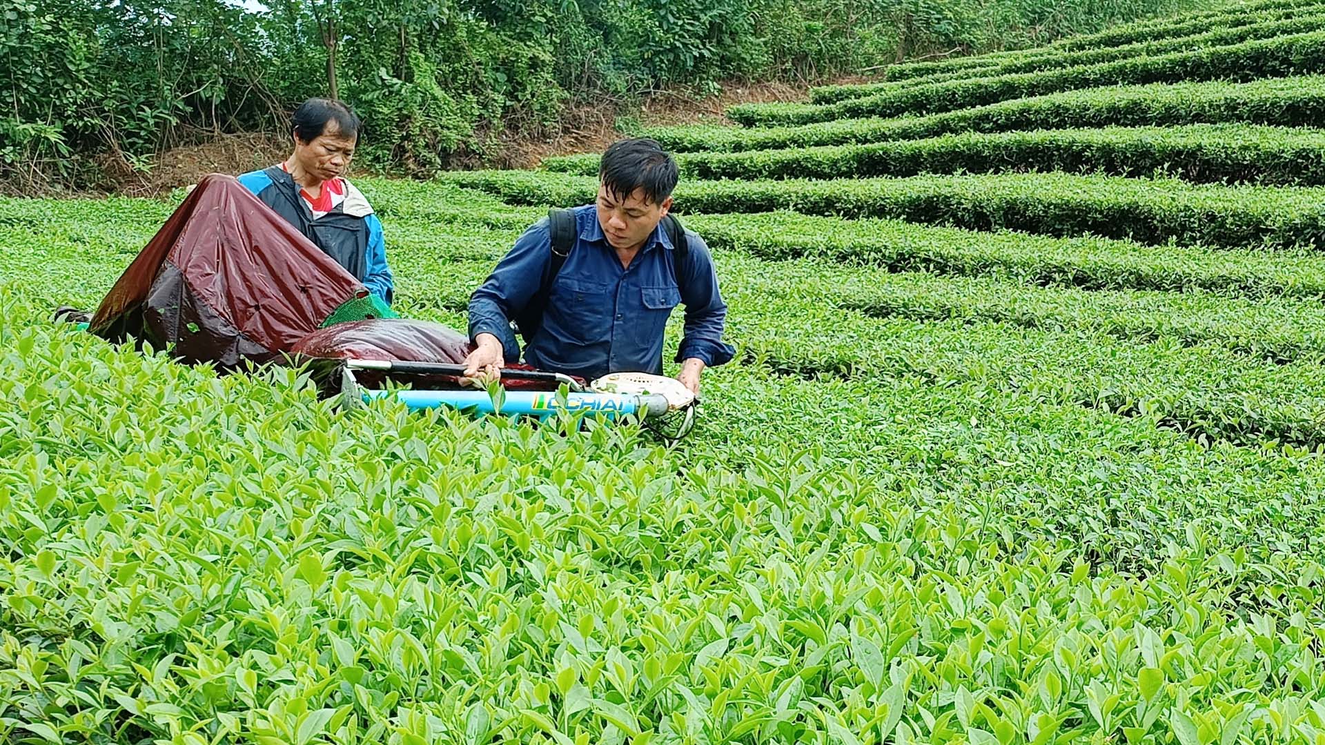 Lào Cai: Người trồng chè trong tỉnh thu hơn 350 tỷ đồng từ bán chè búp tươi