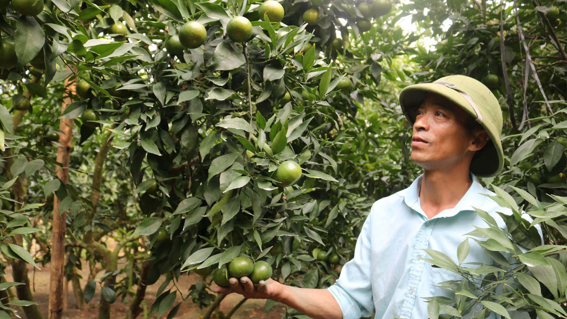 Bắc Giang: Bội thu vườn cam canh ghép trên gốc bưởi diễn