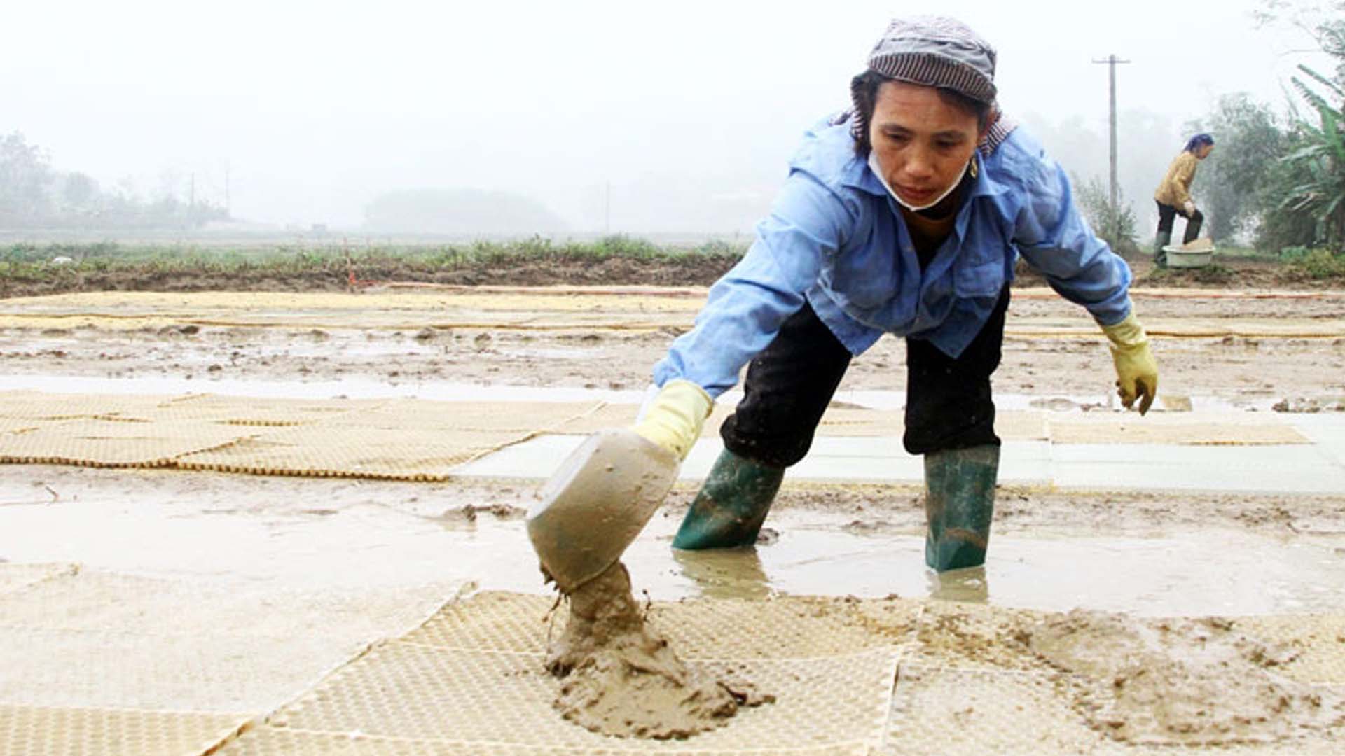 Thái Nguyên: Phấn đấu gieo cấy trên 28.100ha lúa xuân