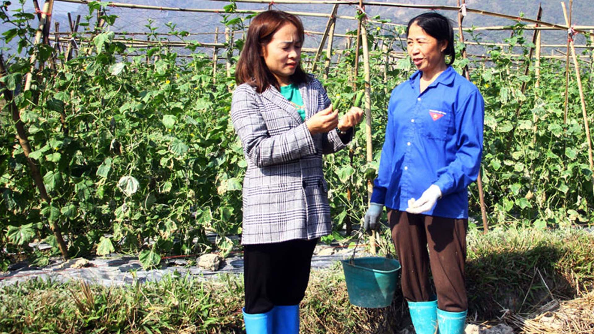 Thái Nguyên: Xã vùng cao trồng dưa chuột bao tử theo hướng liên kết