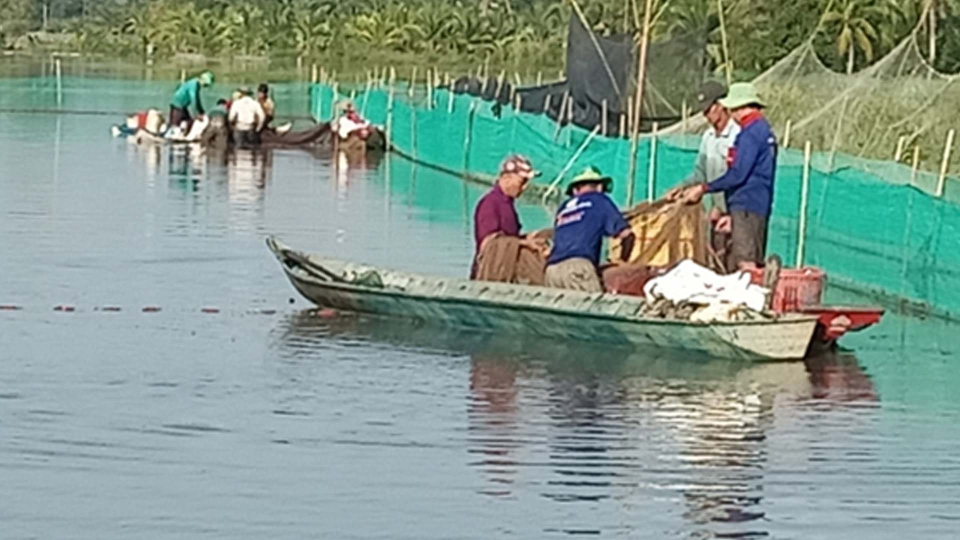 Hậu Giang: Nông dân Vị Thủy nuôi cá ruộng thu lợi gấp 1,5 so với trồng lúa