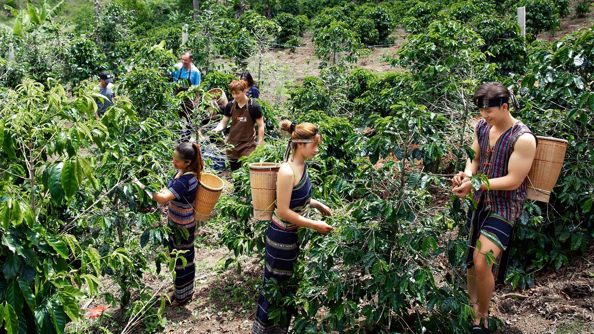 Lâm Đồng: Nâng cao giá trị sản xuất cà phê hữu cơ tại vùng đồng bào dân tộc thiểu số