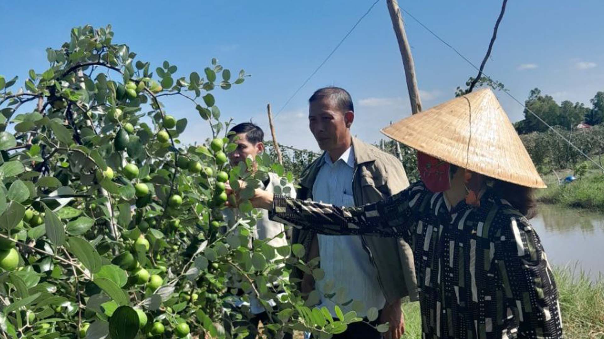 Kiên Giang: Nông dân Vĩnh Thuận trồng táo hồng giòn mang lại hiệu quả kinh tế cao