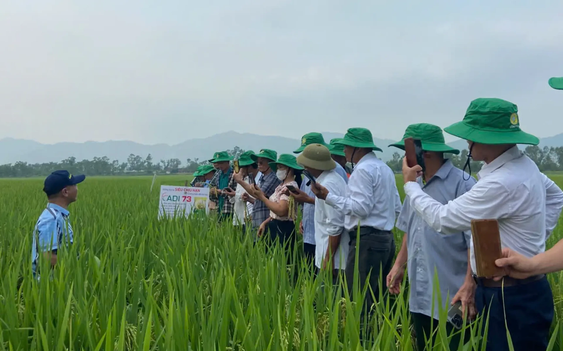 Giống lúa mới ADI 73 vào sản xuất thử nghiệm tại xã Đại Huệ.